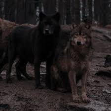See more ideas about werewolf, werewolf art, lycanthrope. Pin By Ane On Dark Aesthetic In 2021 Werewolf Aesthetic Fantasy Aesthetic Dark Aesthetic