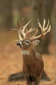 image du tableau el ciervo oscuro de dulce ferreira animaux foret cerf de virginie animaux sauvages