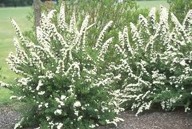 Shrubs Snowmound Spirea Jpg Garden Shrubs Landscaping Plants Shrubs