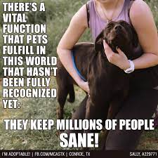 Pet Truth Petsareawesome Mcaspets I Love Dogs Dog Adoption Puppy Love