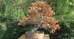 The leaves will change color, curl and fall from the tree as the bonsai begins to enter its dormant period. Fall And Winter Bonsai Tree Care My Garden Life