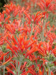 Image result for Dicliptera sericea