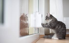 In the initial step, we need to check the design of the sliding glass door. Installing A Pet Door 5 Things To Know First Bob Vila