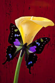 Beautiful Black And Purple Butterfly Pin On Butterfly Art And Photos