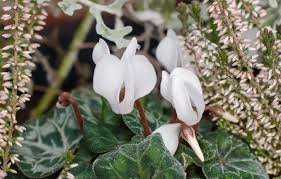 Winterharte kübelpflanzen können rund ums jahr auf dem balkon oder der terrasse stehen. Meine Besten Winterpflanzen Die Ihren Garten Verschonern Johanne Garten