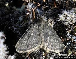 Image result for Entephria byssata