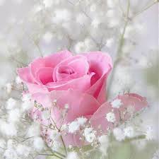 Pin By Kathy Shedletsky On Royal Family Beautiful Pink Roses Flower Pictures Pink Flowers