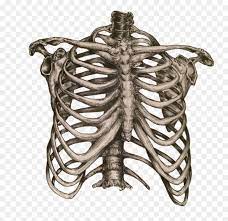 Rib cage free download png resolution: Png Rib Cage Rib Cage Png Transparent Png Download Vhv
