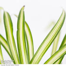 Image result for Chlorophytum lancifolium