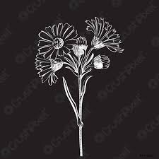 Immagine in bianco e nero di un fiore dell'albero. Bouquet Disegnato A Mano Di Fiori Margherita Isolato Su Sfondo Vettore Stock Crushpixel