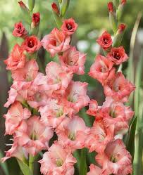 Image result for Gladiolus decoratus