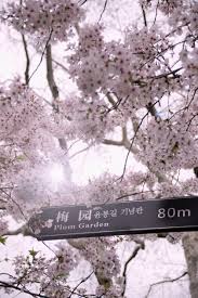 Undoubtedly in the backyard situation the number one reason for failure of trees to bear fruit is improper tree vigor. Visiting Japan To View The Plum Blossom
