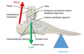 (1990) principle superficial skeletal muscles. Body Levers Body Physics Motion To Metabolism