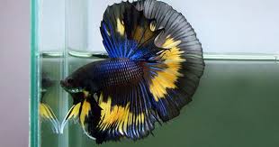 Pin By Jamee Bowers On Betta Beauties Betta Fish Betta Betta Fish Tank