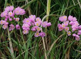 Allium Roseum