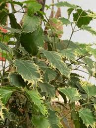 Image result for Polyscias fulva