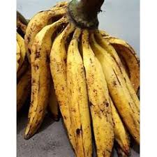 Yuk, di simak lengkap ulasan dan gambar pohon di bawah ini. Pisang Tanduk Shopee Indonesia