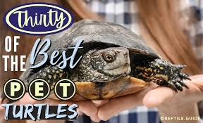 Turtles come in all shapes and sizes and this list certain turtle species can get quite big, so it's best to go with a smaller species if you don't have the space. 30 Best Pet Turtles Experts Always Recommend W Pictures Prices