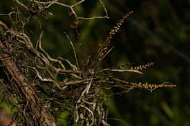 Image result for Microcoelia exilis