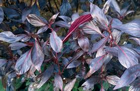 Image result for Iresine lindenii