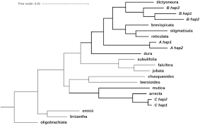 Image result for Urochloa brevispicata