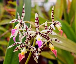 Maybe you would like to learn more about one of these? Encyclia Orchid Care