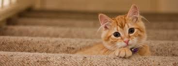 Cats can't survive for long without it. Best Ac Temperature For Cats At Home A Air Conditioning