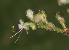 Image result for Floscopa sp.no.1