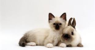 Lilac Point Birman Kittens For Sale Pin On Meoww Dream