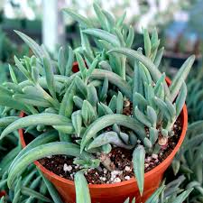 Image result for Senecio