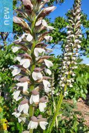 Image result for Acanthus polystachyus