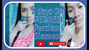 Persian X Siamese Cute Kittens