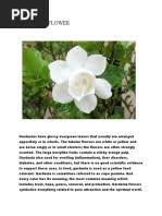 Image result for Gardenia transvenulosa