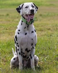 Image result for dalmatin