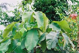 Image result for Myrianthus