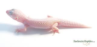 Check spelling or type a new query. Most Popular Leopard Gecko Morphs