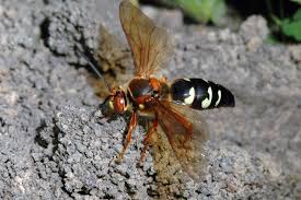 Check spelling or type a new query. Your Murder Hornet Might Be A Cicada Killer Umn Extension