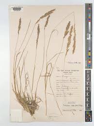 Image result for Trichoneura