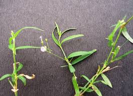 Image result for Oldenlandia affinis