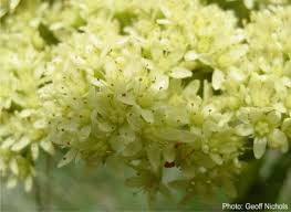 Image result for Crassula vaginata