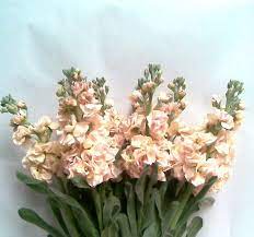 Apricot Peach Double Stock Flowers And Fillers Flowers By Category Peach Flowers Stock Flower Flower Farm