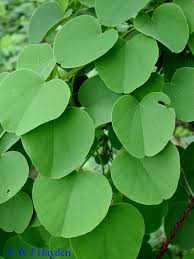 Image result for Cissampelos