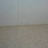 Fire ants are red all over and grow between approximately 0.13 and 0.5 inches long. 1