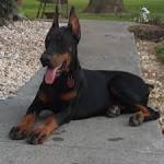 Doberman Pinscher Puppies for Sale - PuppyFind