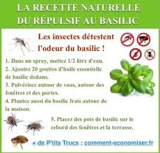La Recette Du Repulsif Au Basilic Que Tous Les Insectes Detestent En 2020 Insectes Repulsif Insecticide Naturel