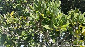 Image result for Beilschmiedia michelsonii