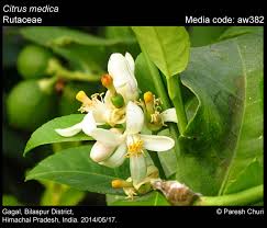 Image result for Rutaceae
