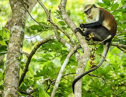 Image result for Monosis conferta