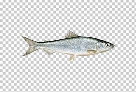 We did not find results for: Coregonus Albula Price Yel Sk Png Clipart Anchovy Artikel Barramundi Bonito Bony Fish Free Png Download