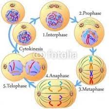 Cell Division Mitosis And Meiosis Mitosis Meiosis Cell Division